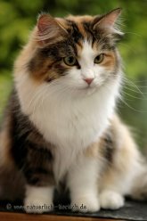 Amber2_nts Amber2_nts